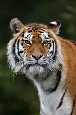 Красивая тигрица смотрит в сторону фотографа | Картинка 700x1050px |  Animals beautiful, Wild cats, Animals wild