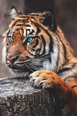 Тигр эстетика - 68 фото