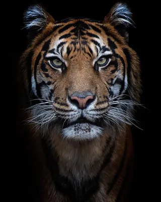 Тигрица несёт в зубах своего полосатого котёнка | Картинка на аву
