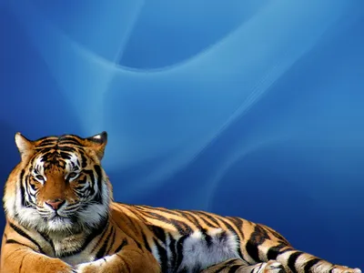 Тигр и тигрица - красивые фото