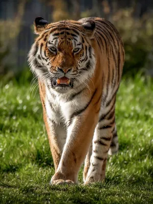 Красивая тигрица - 75 фото
