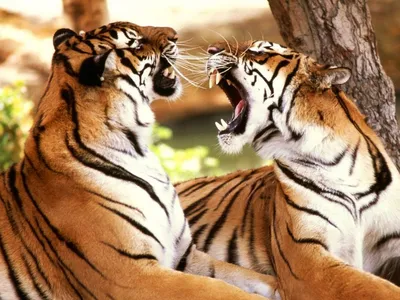Обои на телефон с тигром - 64 фото