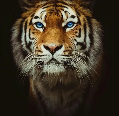 Картинка тигрица - 76 фото