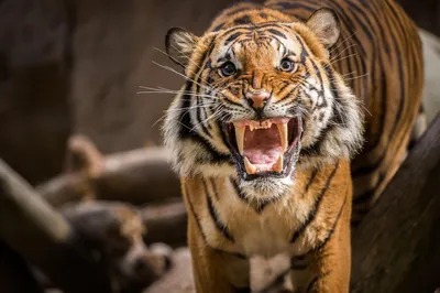 Тигры красивые картинки (45 лучших фото)