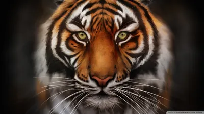 Тигр рыжий - 55 фото