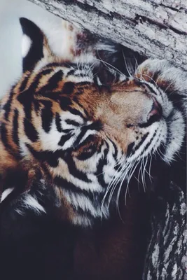 Тигры, тигрицы и тигрята - фото и обои, tigers wallpapers