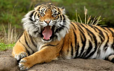 Злой тигр - 79 фото