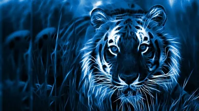 Красивая тигрица - 75 фото