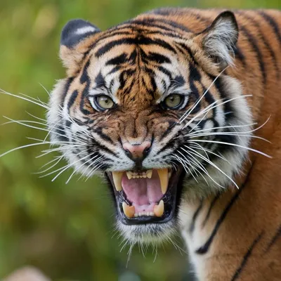 Тигр крутые картинки - 72 фото