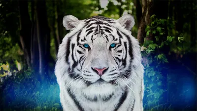 Тигр - картинки и фото poknok.art
