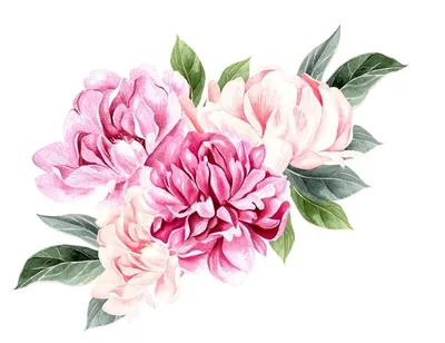 Красивые розовые цветы - 67 фото