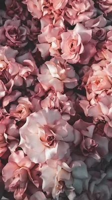 Открытка из приложения Кефир: https://kefirapp.com/c/3377433 | Rose gold  wallpaper iphone, White roses wallpaper, Gold wallpaper iphone