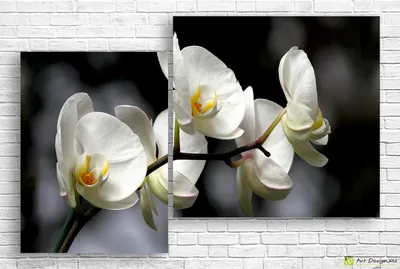 Фотообои Цветы на чёрном фоне 34204 купить в Украине | Интернет-магазин  Walldeco.ua