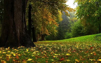 Картинки красивые природы на весь экран на сотовый (68 фото) » Картинки и  статусы про окружающий мир вокруг