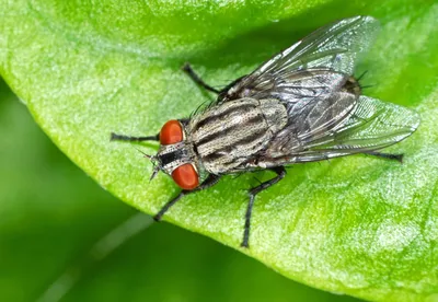 Flies - Orange County Mosquito and Vector Control District