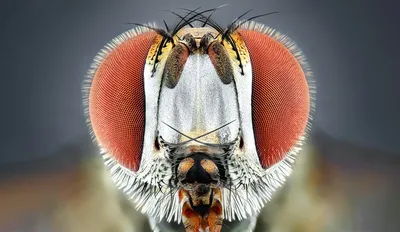 Fly Insect Facts - A-Z Animals