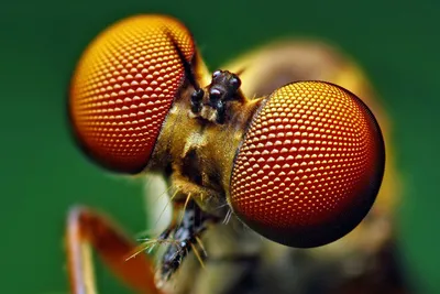 Fly Lifespan: How Long Do Flies Live? - A-Z Animals