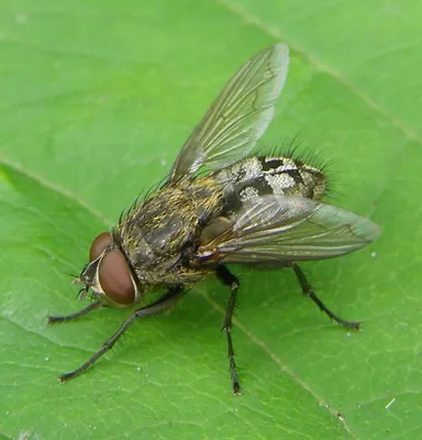 All about flies - Welcome Wildlife