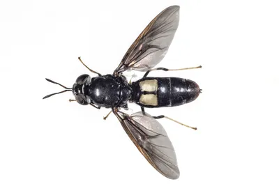 The Black Soldier Fly: the star of insect farming