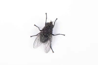 Fly season: what to know about Australia's most common flies and how to  keep them away