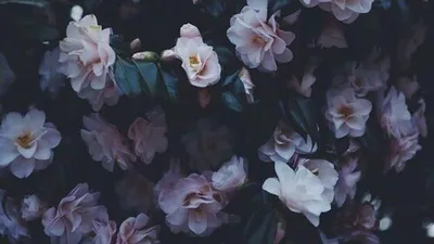 Обложки для Stories | ВКонтакте в 2022 г | Цветочные фоны, Цветочные  иллюстрации, Розовы… | Floral wallpaper iphone, Flower iphone wallpaper,  Flower phone wallpaper