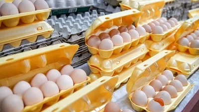 Почему яйца дорожают и пропадают с прилавков: эксперты объяснили, почему  яйца такие дорогие и куда они пропали, где производят яйца в России,  сколько стоит десяток яиц, экономический кризис - 25 декабря 2023 - НГС