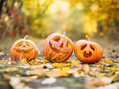 Украшения и декор на Хэллоуин -тыквы, летучие мыши, пауки, черепа купить по  выгодной цене в интернет-магазине OZON (344863520)