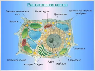 красочные маленькие птицы в клетках Стоковое Фото - изображение  насчитывающей цветасто, яма: 158347464