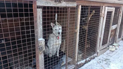 Наклейка \"Птицы в клетках\"