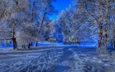 Удивительные обои зимнего времени с метелькой на дороге в лесу с соснами  Стоковое Изображение - изображение насчитывающей сначала, покрыто: 165515781