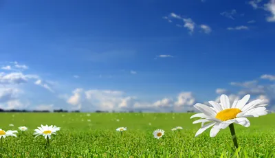 Обои цветы, обои на рабочий стол, фото, трава, солнце, природа, лето,  весна, небо, поле на рабочий стол