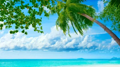 Скачать обои Лето, пляж, море, ананас на рабочий стол из раздела картинок  Лето