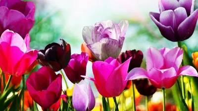 Картинки по запросу широкоформатные обои для рабочего стола весна |  Blossoms art, Wonderful flowers, Blossom
