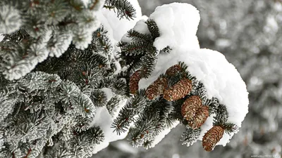 Фон рабочего стола где видно Обои на рабочий стол Зима, Горы, Снег,  Mountains, Зимний ночной пейзаж, Snow, Winter night landscape, Winter,  Starry sky, Звездное небо