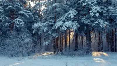 Русская зима обои, скачать картинки на рабочий стол иней, сугробы, холод,  мороз, природа, русь, фото бесплатно