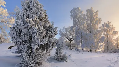 Обои зима, жизнь, раздел Природа, размер 2560x1600 Wide - скачать бесплатно  картинку на рабочий стол и телефон