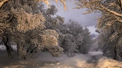 Картинка на рабочий стол природа, лес, зима, снег, река 1366 x 768