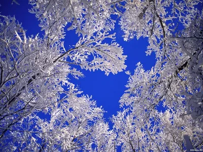 Скачать обои Зима в лесу (Зима, Снег, Лес) для рабочего стола 1366х768  (16:9) бесплатно, Фото Зима в лесу Зима, Снег, Лес на рабочий стол. |  WPAPERS.RU (Wallpapers).