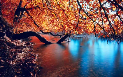 Обои на рабочий стол Золотая осень, дерево погрузилось в реку, обои для рабочего  стола, скачать обои, обои бесплатно