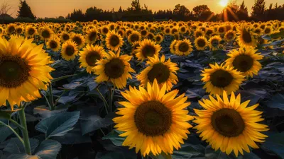 Обои Prettiest Sunflower Fields для телефона и на рабочий стол 1600x900