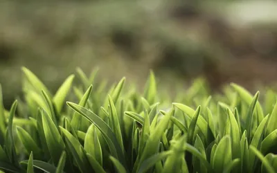 Macro, Grass, 1920, 1200 обои для рабочего стола, картинки, фото, 1920x1200.