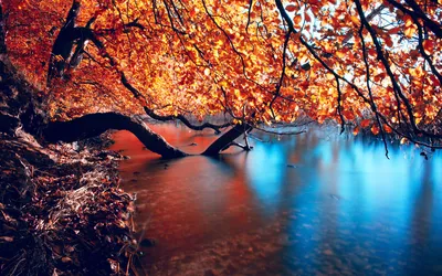 Pictures Autumn Nature Water Branches Seasons 1920x1200