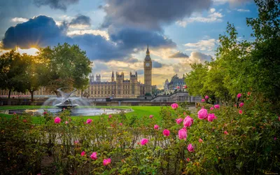 Обои Города Лондон (Великобритания), обои для рабочего стола, фотографии  города, лондон , великобритания, цветы, биг-бен, вестминстерский, дворец,  england, парк, london, англия, лондон, розы, кусты, big, ben, palace, of,  westminster, фонтан Обои для
