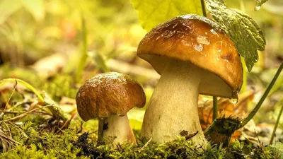 Гаражки грибы - 57 фото