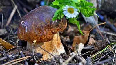 Таежные грибы (53 фото) - 53 фото