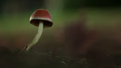 Хрули грибы - 63 фото