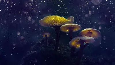 Обои Большой гриб, картинки - Обои для рабочего стола Большой гриб фото из  альбома: (природа)