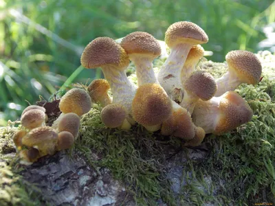 Оранжевые грибы осенью (45 фото) - 45 фото