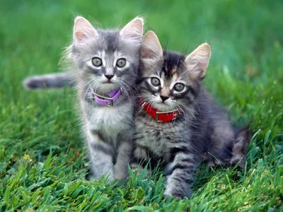 Скачать обои \"Кошки (Коты Котики)\" на телефон в высоком качестве,  вертикальные картинки \"Кошки (Коты Котики)\" бесплатно