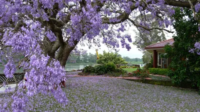 Фон рабочего стола где видно весна, природа, дом, озеро, цветущее дерево,  обои, spring, nature, house, lake, flowering tree, wallpaper